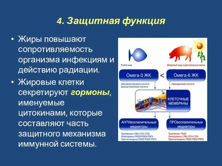 4. Защитная функция Жиры повышают сопротивляемость организма инфекциям и действию радиации.