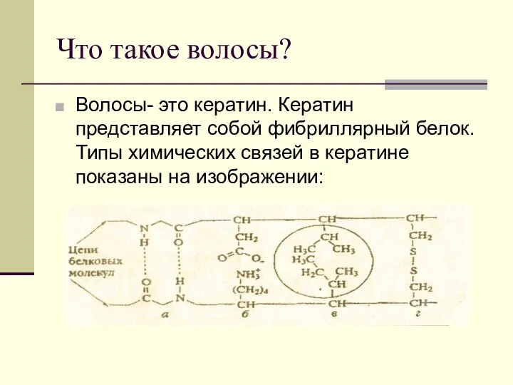 Что такое волосы? Волосы- это кератин. Кератин представляет собой фибриллярный белок.