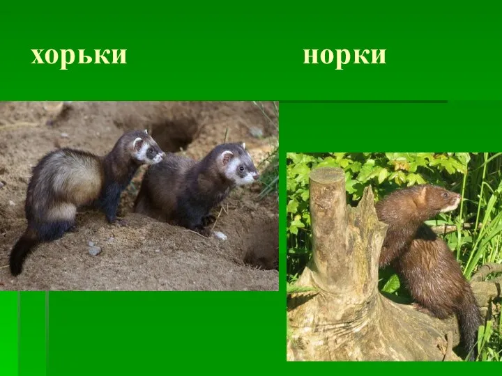 хорьки норки