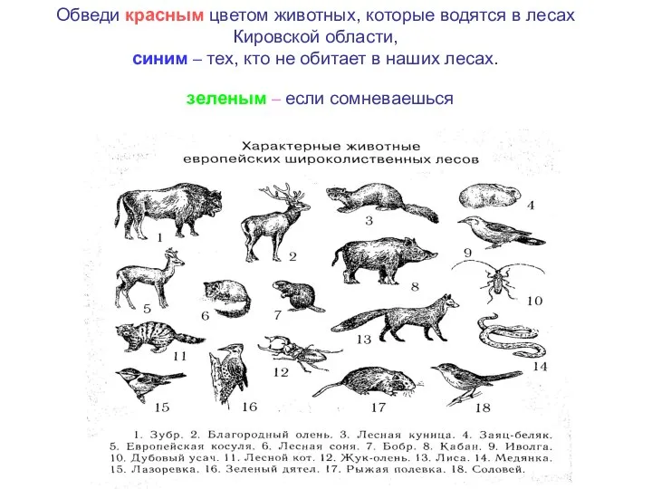 Обведи красным цветом животных, которые водятся в лесах Кировской области, синим