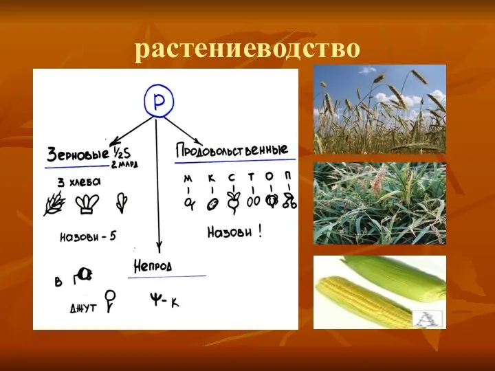 растениеводство