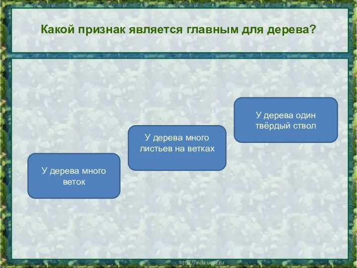 Какой признак является главным для дерева? У дерева один твёрдый ствол