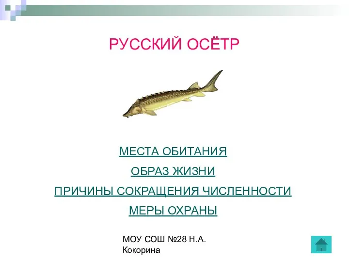 МОУ СОШ №28 Н.А.Кокорина РУССКИЙ ОСЁТР МЕСТА ОБИТАНИЯ ОБРАЗ ЖИЗНИ ПРИЧИНЫ СОКРАЩЕНИЯ ЧИСЛЕННОСТИ МЕРЫ ОХРАНЫ