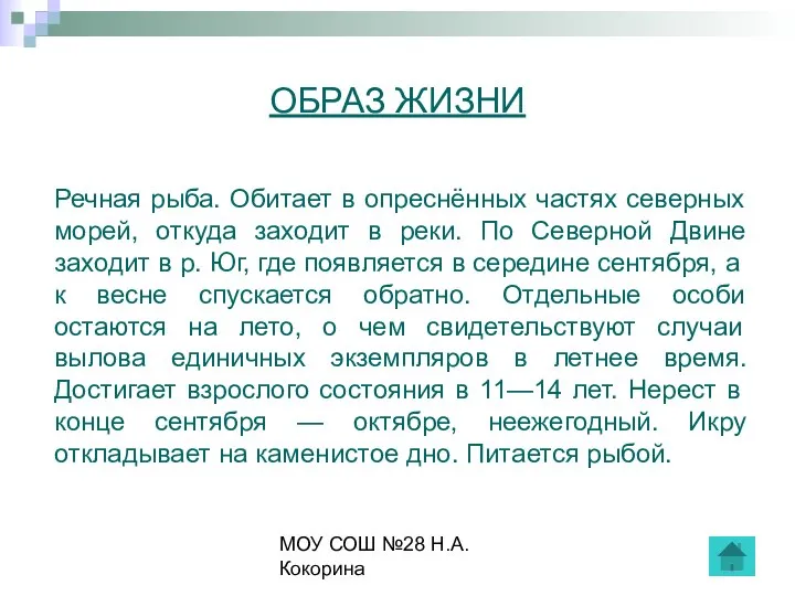 МОУ СОШ №28 Н.А.Кокорина ОБРАЗ ЖИЗНИ Речная рыба. Обитает в опреснённых