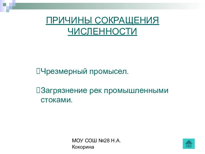 МОУ СОШ №28 Н.А.Кокорина ПРИЧИНЫ СОКРАЩЕНИЯ ЧИСЛЕННОСТИ Чрезмерный промысел. Загрязнение рек промышленными стоками.