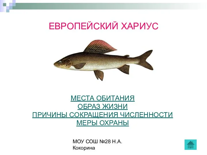 МОУ СОШ №28 Н.А.Кокорина ЕВРОПЕЙСКИЙ ХАРИУС МЕСТА ОБИТАНИЯ ОБРАЗ ЖИЗНИ ПРИЧИНЫ СОКРАЩЕНИЯ ЧИСЛЕННОСТИ МЕРЫ ОХРАНЫ