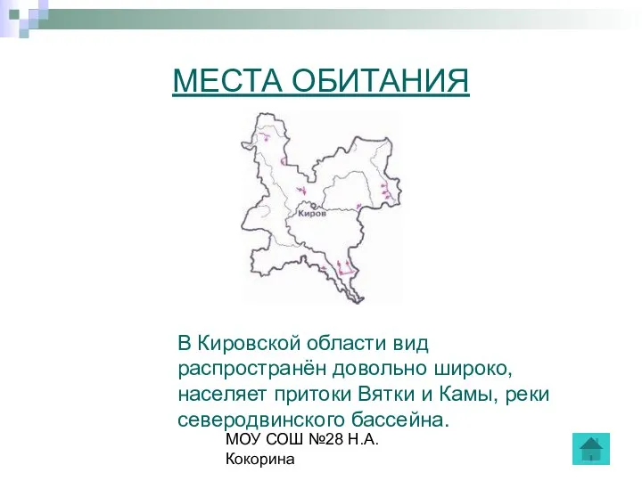 МОУ СОШ №28 Н.А.Кокорина МЕСТА ОБИТАНИЯ В Кировской области вид распространён