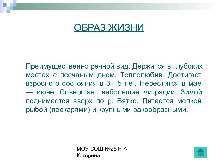 МОУ СОШ №28 Н.А.Кокорина ОБРАЗ ЖИЗНИ Преимущественно речной вид. Держится в