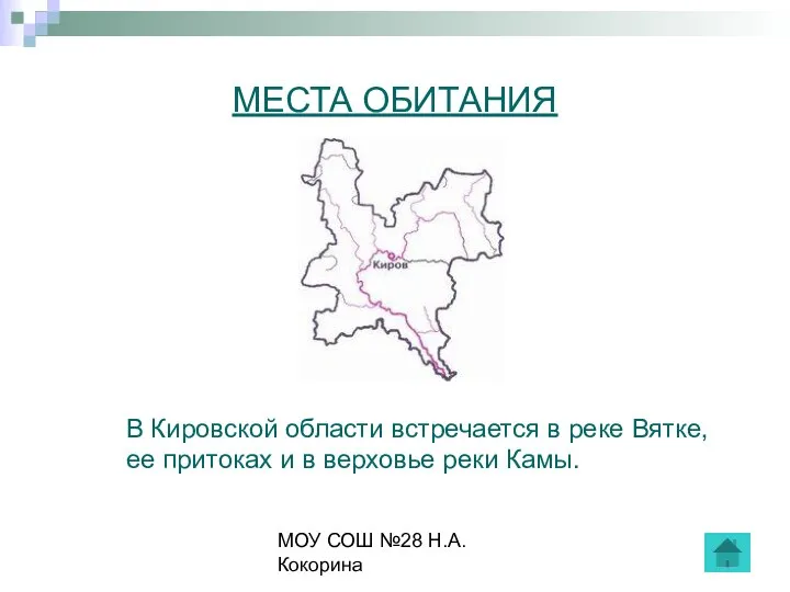 МОУ СОШ №28 Н.А.Кокорина МЕСТА ОБИТАНИЯ В Кировской области встречается в