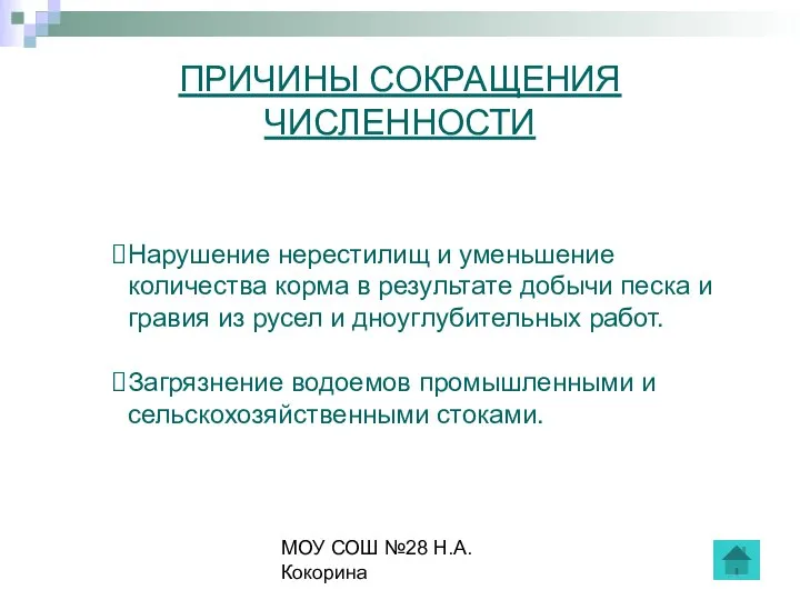 МОУ СОШ №28 Н.А.Кокорина ПРИЧИНЫ СОКРАЩЕНИЯ ЧИСЛЕННОСТИ Нарушение нерестилищ и уменьшение