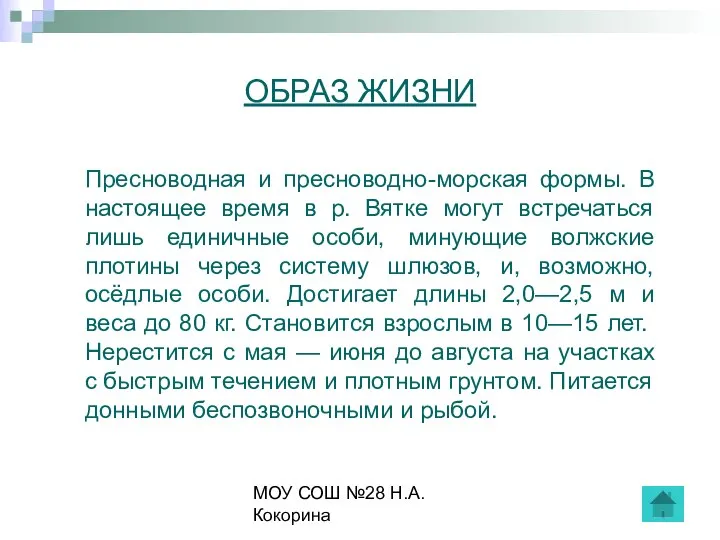 МОУ СОШ №28 Н.А.Кокорина ОБРАЗ ЖИЗНИ Пресноводная и пресноводно-морская формы. В