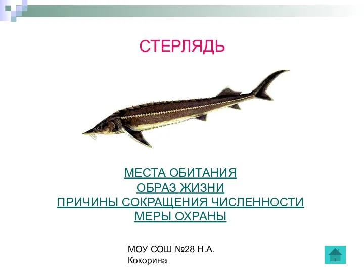 МОУ СОШ №28 Н.А.Кокорина СТЕРЛЯДЬ МЕСТА ОБИТАНИЯ ОБРАЗ ЖИЗНИ ПРИЧИНЫ СОКРАЩЕНИЯ ЧИСЛЕННОСТИ МЕРЫ ОХРАНЫ