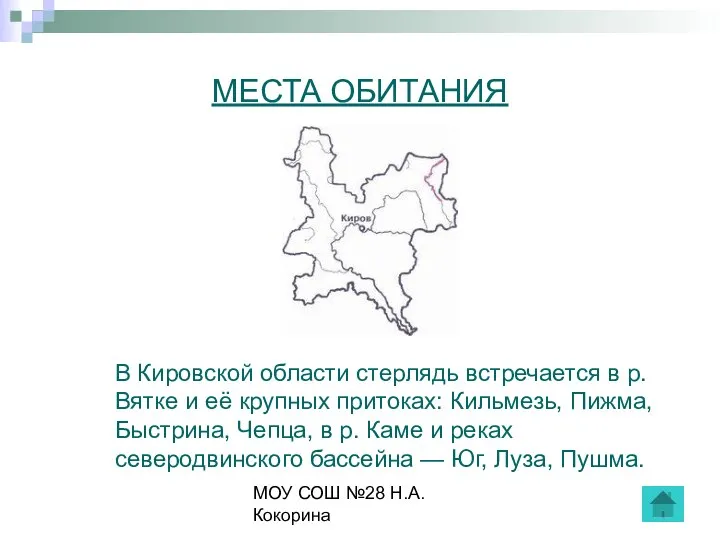 МОУ СОШ №28 Н.А.Кокорина МЕСТА ОБИТАНИЯ В Кировской области стерлядь встречается