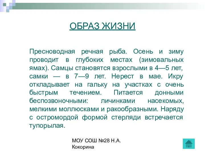 МОУ СОШ №28 Н.А.Кокорина ОБРАЗ ЖИЗНИ Пресноводная речная рыба. Осень и