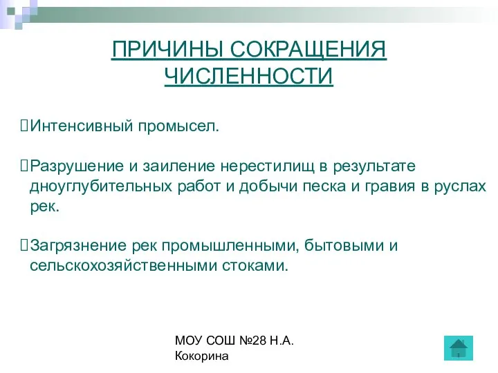 МОУ СОШ №28 Н.А.Кокорина ПРИЧИНЫ СОКРАЩЕНИЯ ЧИСЛЕННОСТИ Интенсивный промысел. Разрушение и