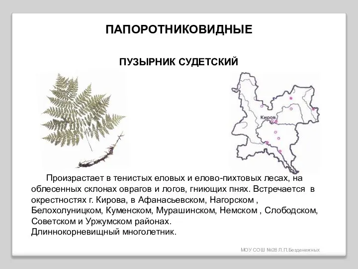 МОУ СОШ №28 Л.П.Безденежных ПАПОРОТНИКОВИДНЫЕ ПУЗЫРНИК СУДЕТСКИЙ Произрастает в тенистых еловых