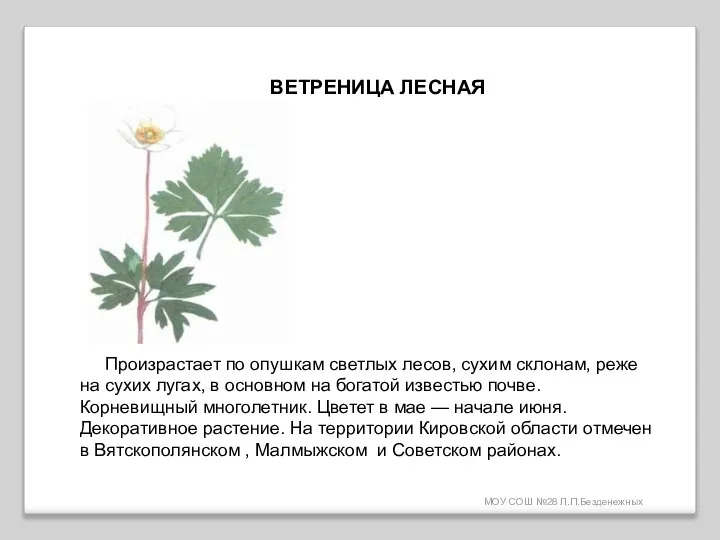 МОУ СОШ №28 Л.П.Безденежных ВЕТРЕНИЦА ЛЕСНАЯ Произрастает по опушкам светлых лесов,