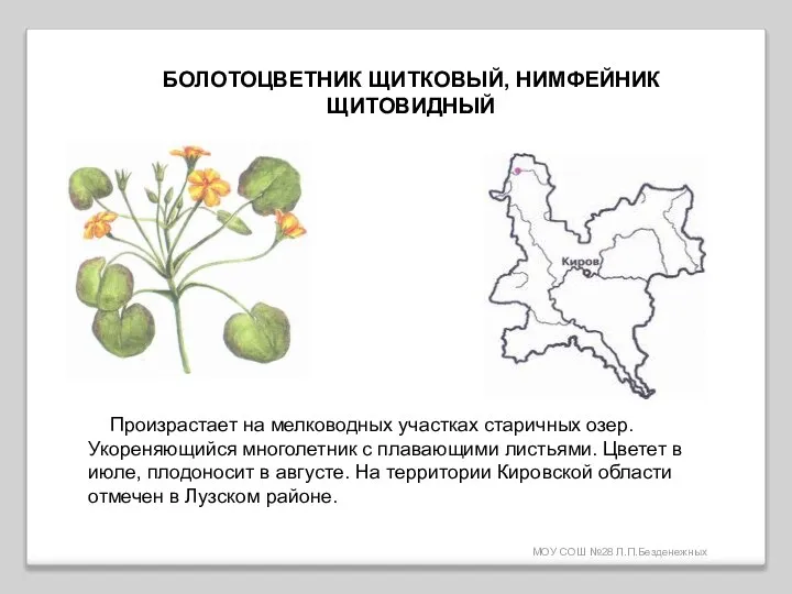 МОУ СОШ №28 Л.П.Безденежных БОЛОТОЦВЕТНИК ЩИТКОВЫЙ, НИМФЕЙНИК ЩИТОВИДНЫЙ Произрастает на мелководных