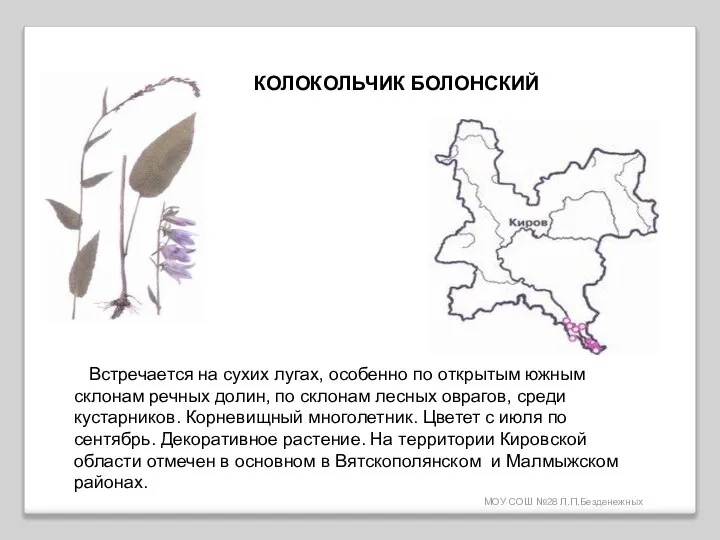 МОУ СОШ №28 Л.П.Безденежных КОЛОКОЛЬЧИК БОЛОНСКИЙ Встречается на сухих лугах, особенно