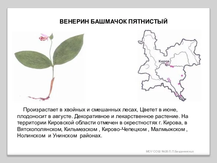 МОУ СОШ №28 Л.П.Безденежных ВЕНЕРИН БАШМАЧОК ПЯТНИСТЫЙ Произрастает в хвойных и