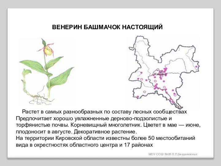 МОУ СОШ №28 Л.П.Безденежных ВЕНЕРИН БАШМАЧОК НАСТОЯЩИЙ Растет в самых разнообразных