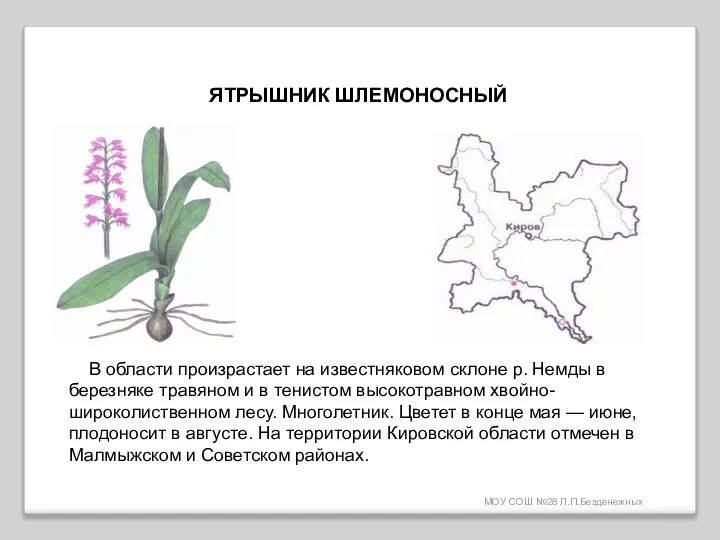 МОУ СОШ №28 Л.П.Безденежных ЯТРЫШНИК ШЛЕМОНОСНЫЙ В области произрастает на известняковом