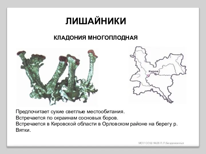 МОУ СОШ №28 Л.П.Безденежных ЛИШАЙНИКИ КЛАДОНИЯ МНОГОПЛОДНАЯ Предпочитает сухие светлые местообитания.