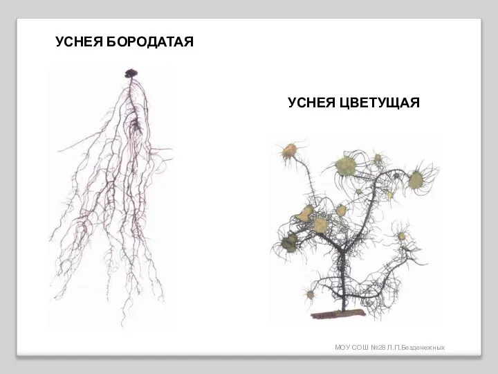 МОУ СОШ №28 Л.П.Безденежных УСНЕЯ БОРОДАТАЯ УСНЕЯ ЦВЕТУЩАЯ