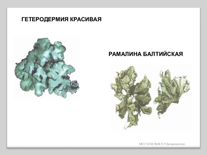 МОУ СОШ №28 Л.П.Безденежных ГЕТЕРОДЕРМИЯ КРАСИВАЯ РАМАЛИНА БАЛТИЙСКАЯ