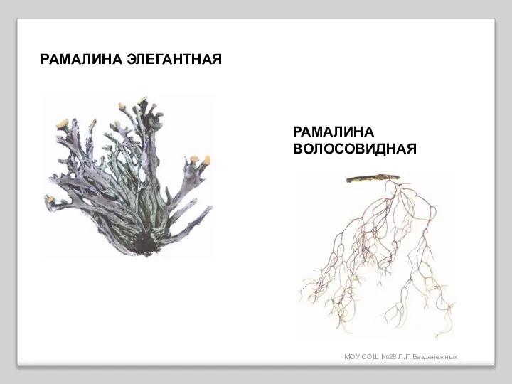 МОУ СОШ №28 Л.П.Безденежных РАМАЛИНА ЭЛЕГАНТНАЯ РАМАЛИНА ВОЛОСОВИДНАЯ