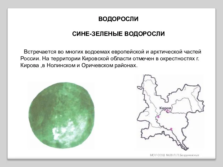 МОУ СОШ №28 Л.П.Безденежных ВОДОРОСЛИ СИНЕ-ЗЕЛЕНЫЕ ВОДОРОСЛИ Встречается во многих водоемах