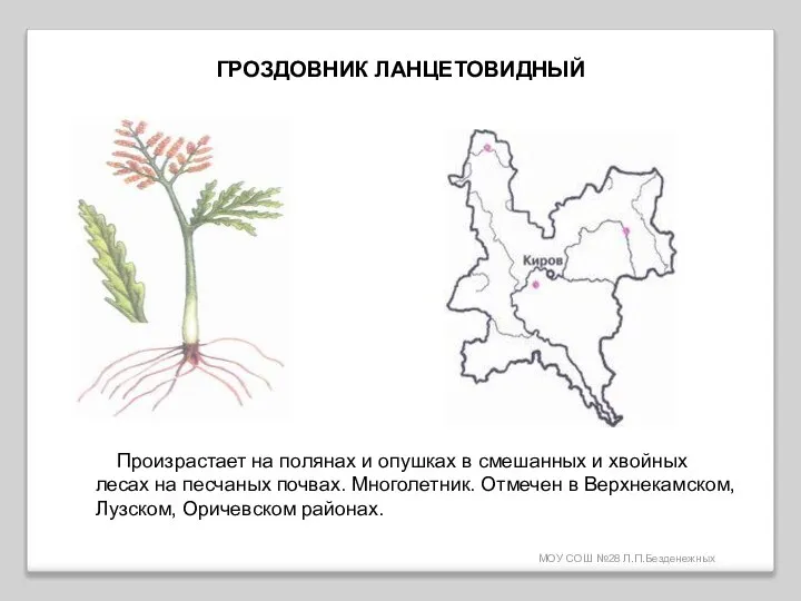 МОУ СОШ №28 Л.П.Безденежных ГРОЗДОВНИК ЛАНЦЕТОВИДНЫЙ Произрастает на полянах и опушках