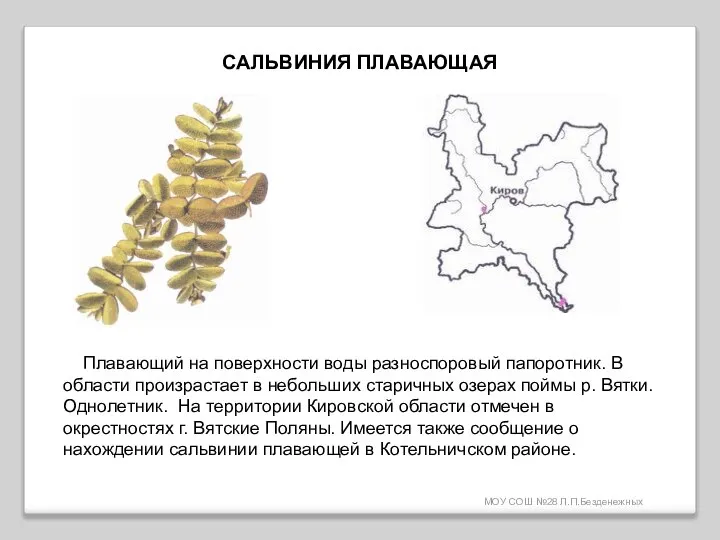 МОУ СОШ №28 Л.П.Безденежных САЛЬВИНИЯ ПЛАВАЮЩАЯ Плавающий на поверхности воды разноспоровый