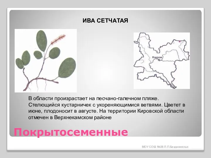 МОУ СОШ №28 Л.П.Безденежных Покрытосеменные ИВА СЕТЧАТАЯ В области произрастает на