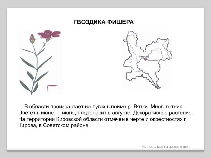 МОУ СОШ №28 Л.П.Безденежных ГВОЗДИКА ФИШЕРА В области произрастает на лугах