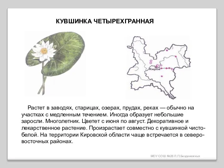 МОУ СОШ №28 Л.П.Безденежных КУВШИНКА ЧЕТЫРЕХГРАННАЯ Растет в заводях, старицах, озерах,