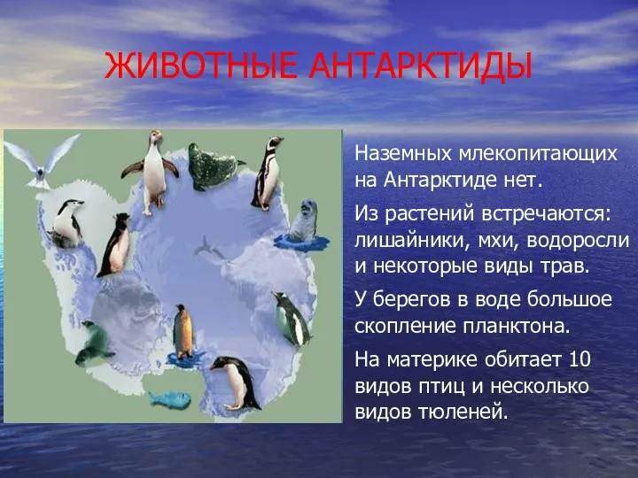 ЖИВОТНЫЕ АНТАРКТИДЫ Наземных млекопитающих на Антарктиде нет. Из растений встречаются: лишайники,