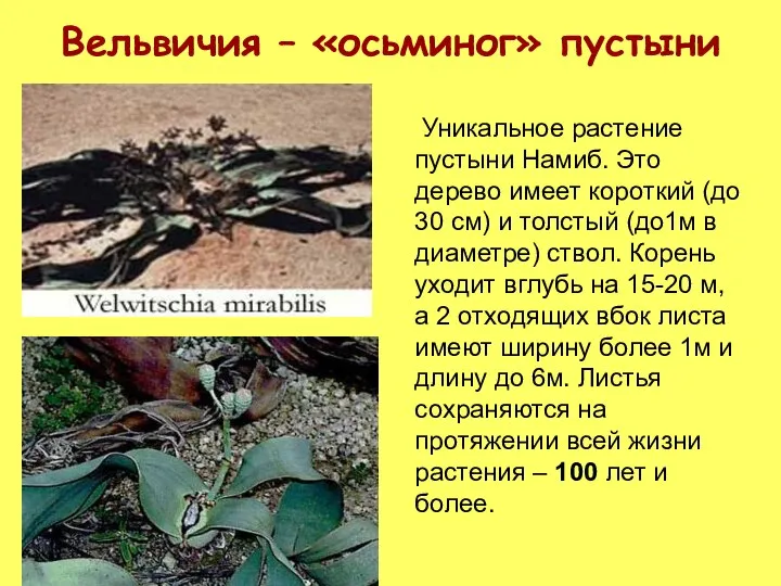 Вельвичия – «осьминог» пустыни Уникальное растение пустыни Намиб. Это дерево имеет