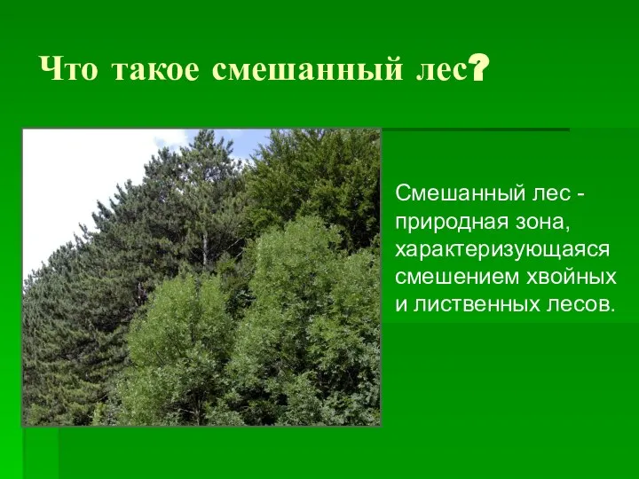 Что такое смешанный лес? Смешанный лес - природная зона, характеризующаяся смешением хвойных и лиственных лесов.