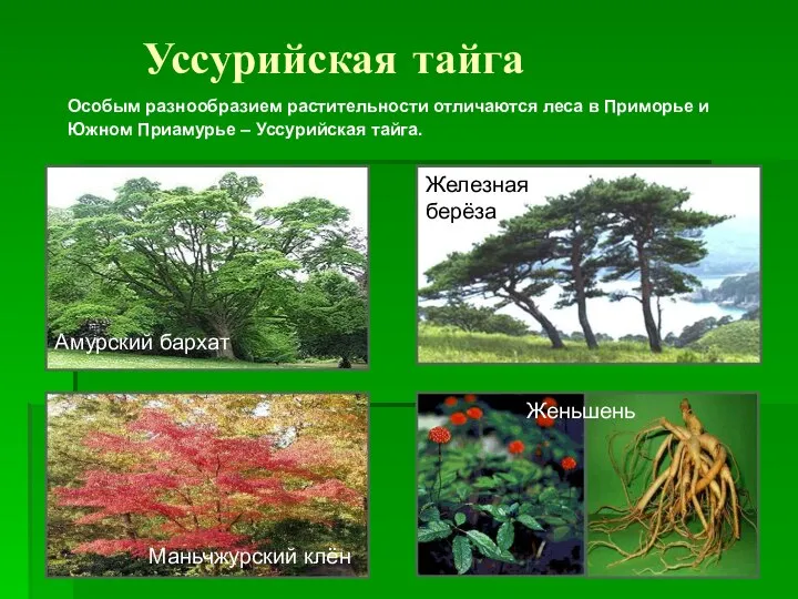 Уссурийская тайга Особым разнообразием растительности отличаются леса в Приморье и Южном