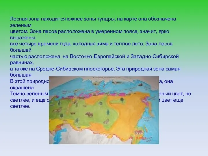 Лесная зона находится южнее зоны тундры, на карте она обозначена зеленым