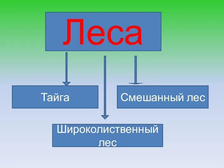 Леса Тайга Смешанный лес Широколиственный лес