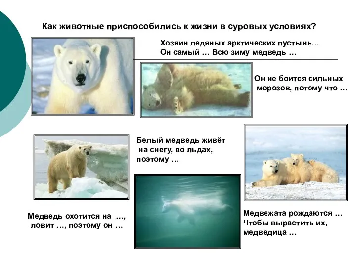Как животные приспособились к жизни в суровых условиях? Белый медведь живёт