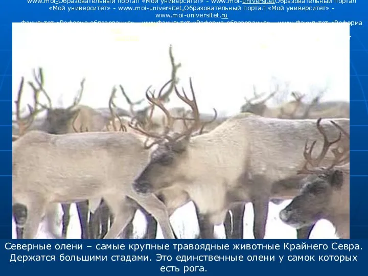 Северные олени – самые крупные травоядные животные Крайнего Севра. Держатся большими