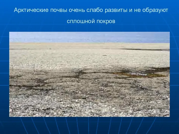 Арктические почвы очень слабо развиты и не образуют сплошной покров