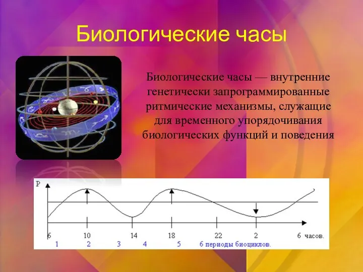 Биологические часы Биологические часы — внутренние генетически запрограммированные ритмические механизмы, служащие