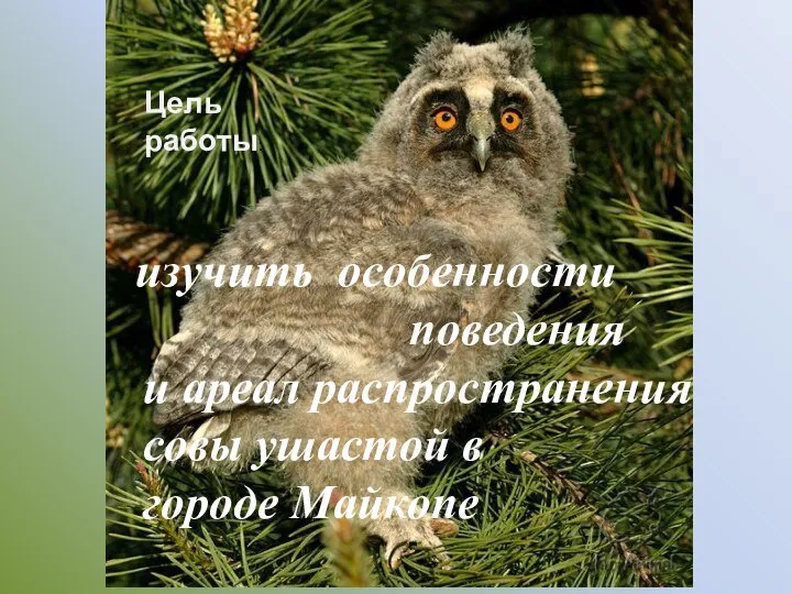 изучить особенности поведения и ареал распространения совы ушастой в городе Майкопе Цель работы: