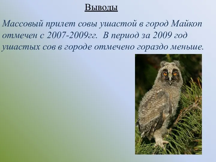 Массовый прилет совы ушастой в город Майкоп отмечен с 2007-2009гг. В