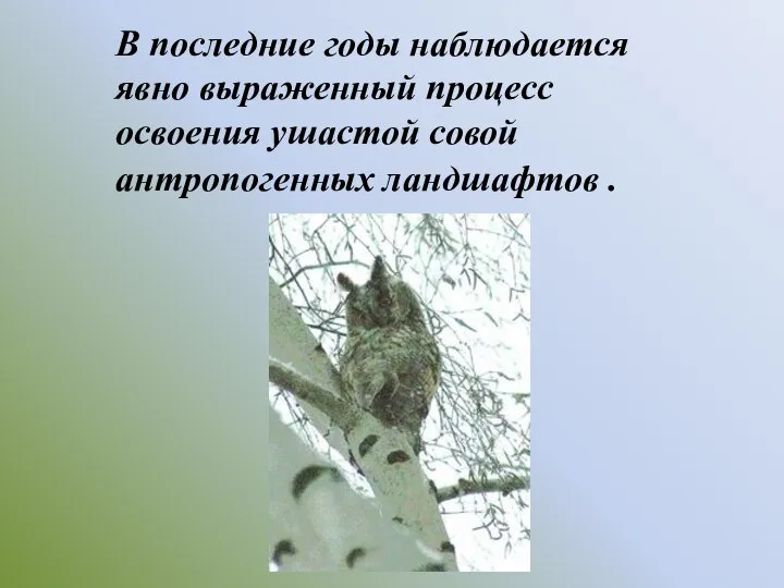 В последние годы наблюдается явно выраженный процесс освоения ушастой совой антропогенных ландшафтов .