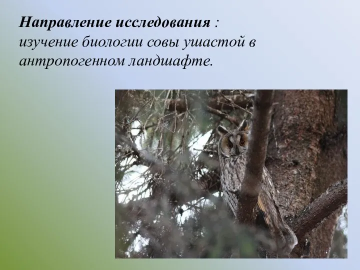Направление исследования : изучение биологии совы ушастой в антропогенном ландшафте.